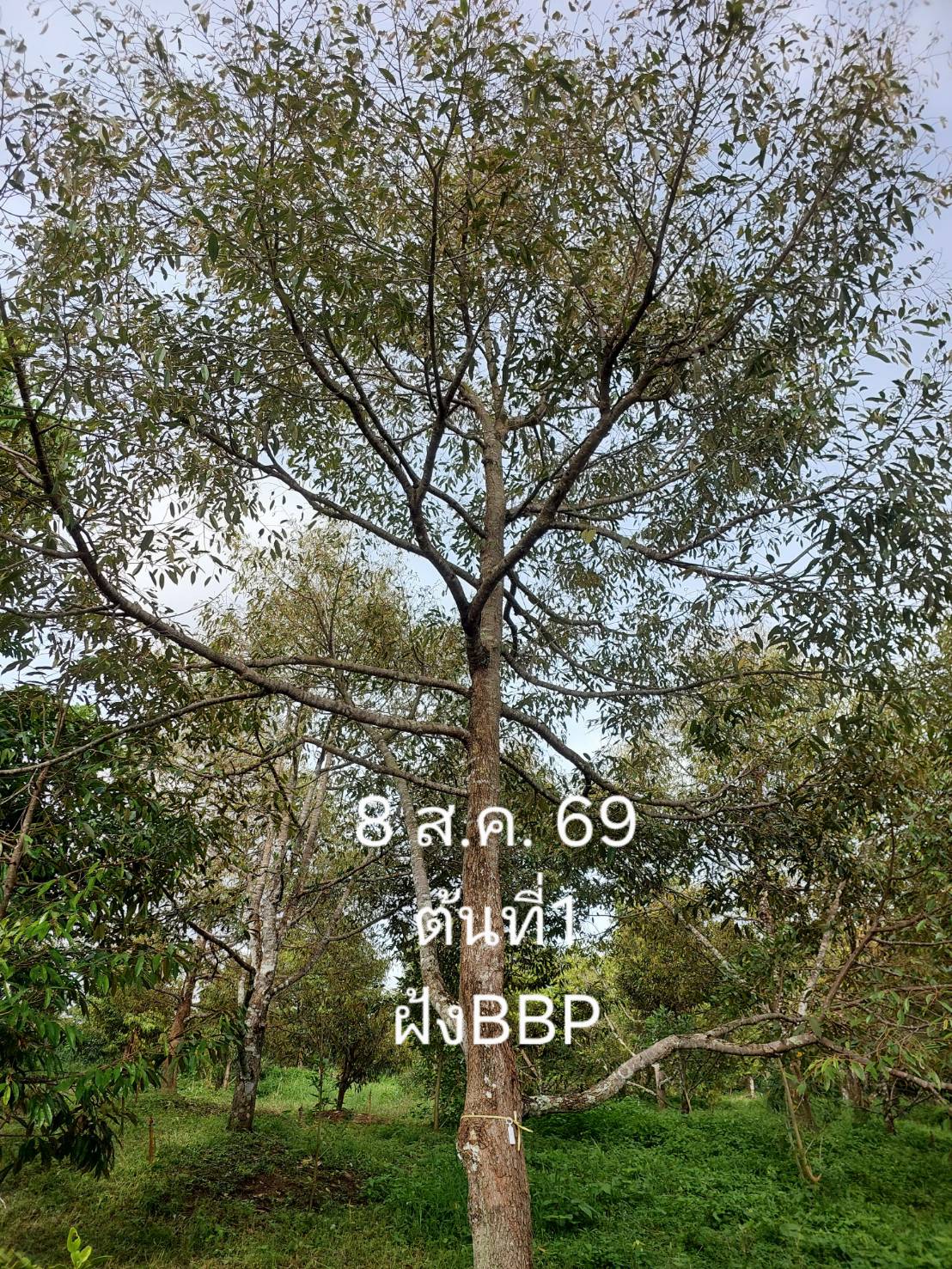 ความเคลื่อนไหว